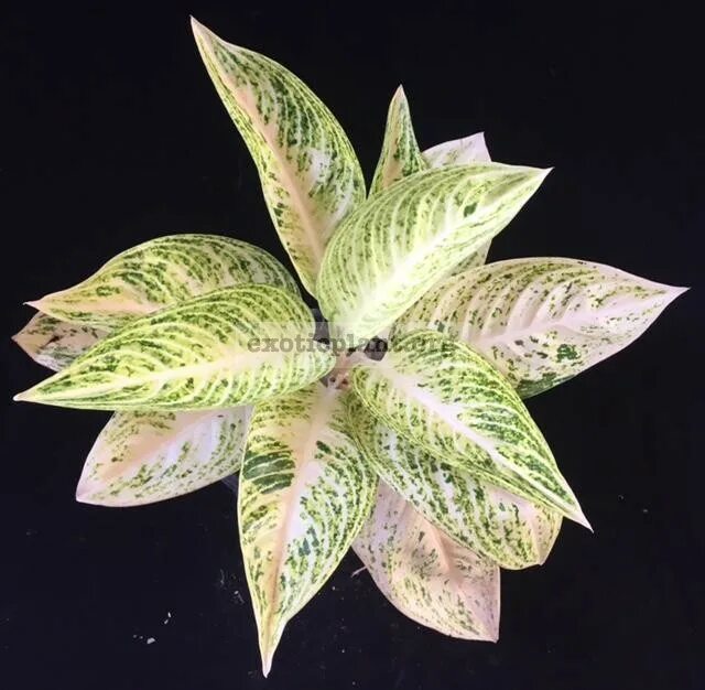 аглаонема легаси. аглаонема легаси. аглаонема легаси. аглаонема легаси. аглаонема ред легаси.