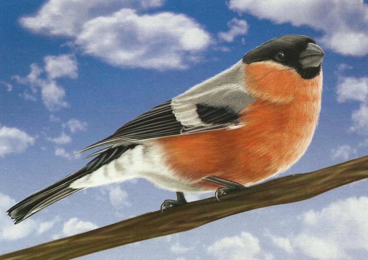 Зимующие птицы для дошкольников. Детям о зимующих птицах в детском саду. Зимующие птички для детей. Картинки птицы для дошкольников. Перелетные птички для детей.