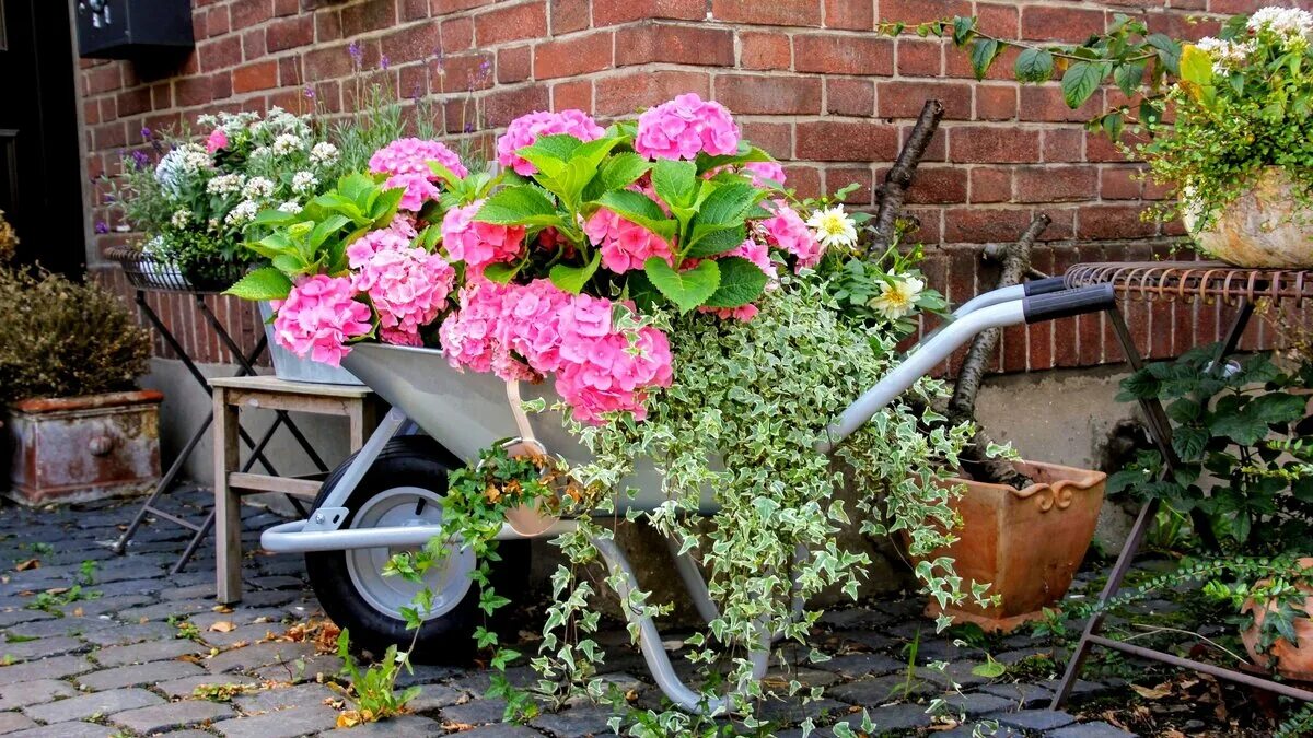 Пеларгония. Цветы в саду. Лучшее место для гортензии в саду. Чем удобрять гортензию весной