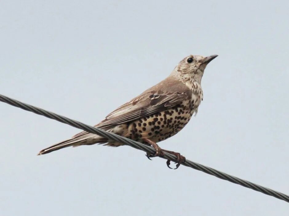 Род дроздовых. Дрозд-деряба (turdus viscivorus). Дрозд-деряба самка. Дрозд деряба голос. Дрозд деряба фото.