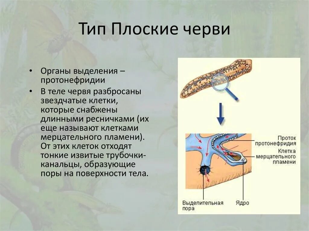 Сегментированные черви. Тип питания плоских червей. Органы передывиженияу плоских червей. Передвижение плоских червей 7 класс. Сегментация тела плоских червей.