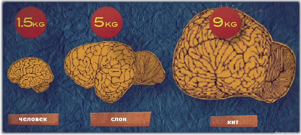 Какого размера мозги