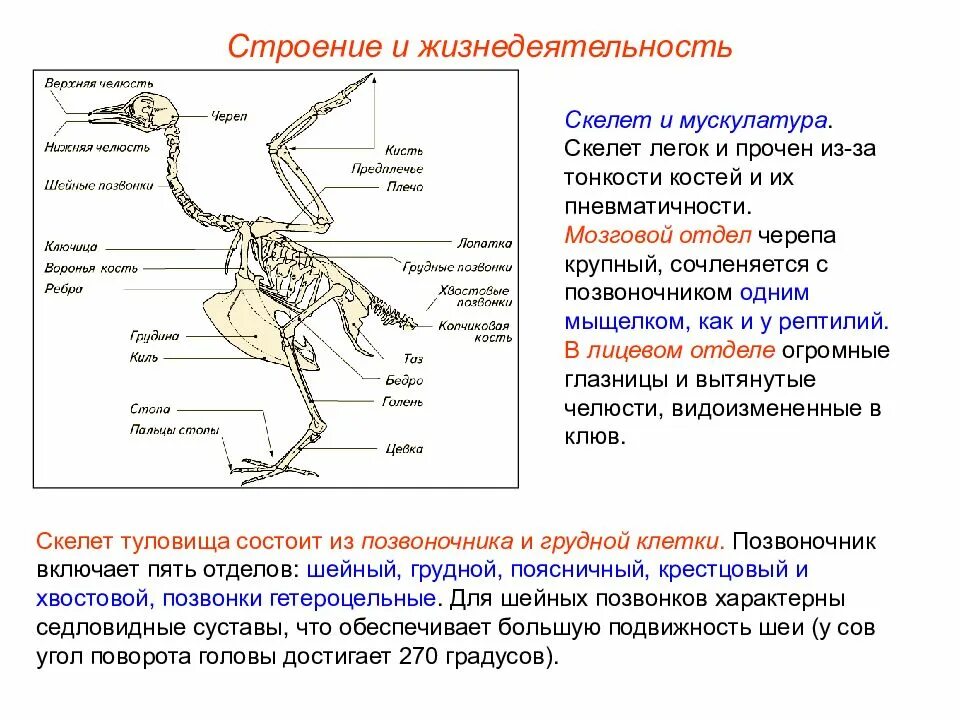 Строение скелета птиц кратко. Краткий конспект по биологии 7 класс класс птицы. Общая характеристика птиц ЕГЭ. Общая характеристика класса птиц биология кратко.