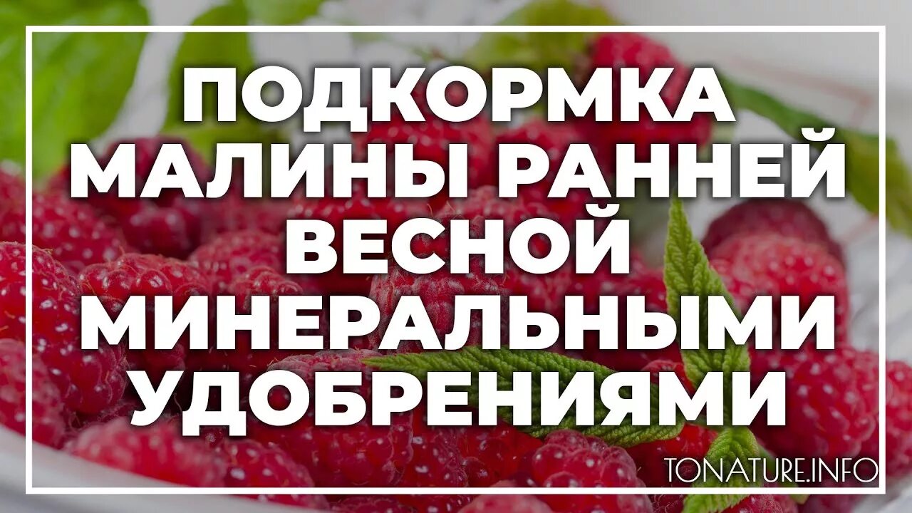 Подкормка малины удобрениями. Удобрение для малины весной. Подкормка малины весной. Минеральные удобрения для малины. Весеннее удобрение для малины.