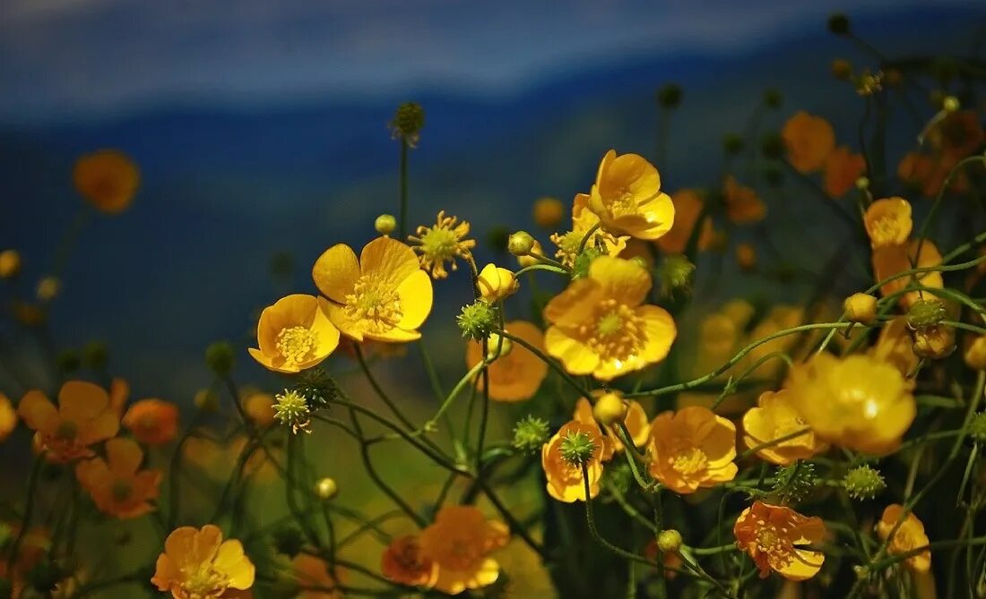 Лютик полевой. Лютик золотистый. Ранункулюс (лютик) йеллоу. Лютик многоцветковый (ranunculus polyanthemos). Лютик весенний лютиковые.