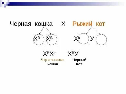 Генотип черепаховой кошки