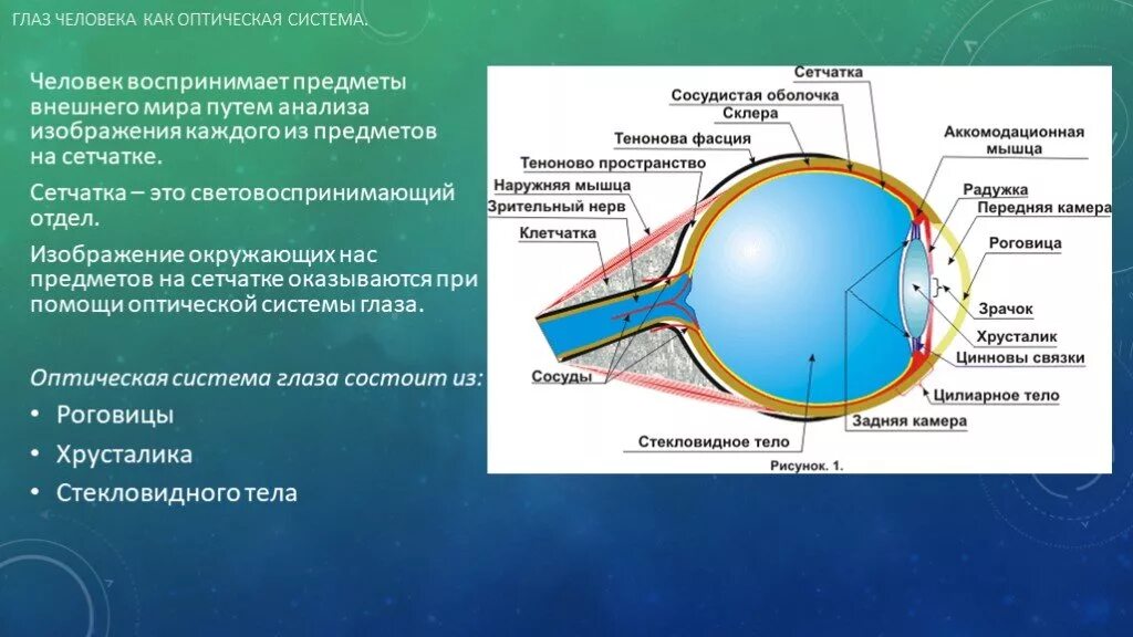 Изображение видимых предметов формируется на а роговице. Строение человеческого глаза как оптической системы. Глаз как оптическая система физика строение глаза. Строение глаза человека как оптической системы. Упрощенная оптическая схема глаза.