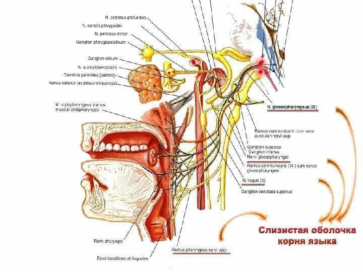 Nervus petrosus Profundus. Иннервация слизистой оболочки полости рта. Иннервация слизистой оболочки языка. Иннервация слизистой оболочки дна полости рта.