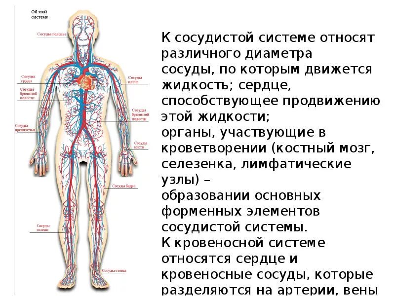 Артериальная часть сердечно-сосудистой системы. В какую систему входит сердце. Работа органов кровообращения. Сердце сердечно сосудистая система анатомия. Сердце и кровеносные сосуды.