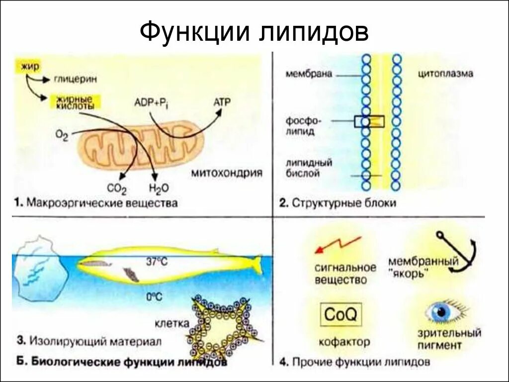 Строение липидов биология. Общее строение липидов. Схема строения липидов.