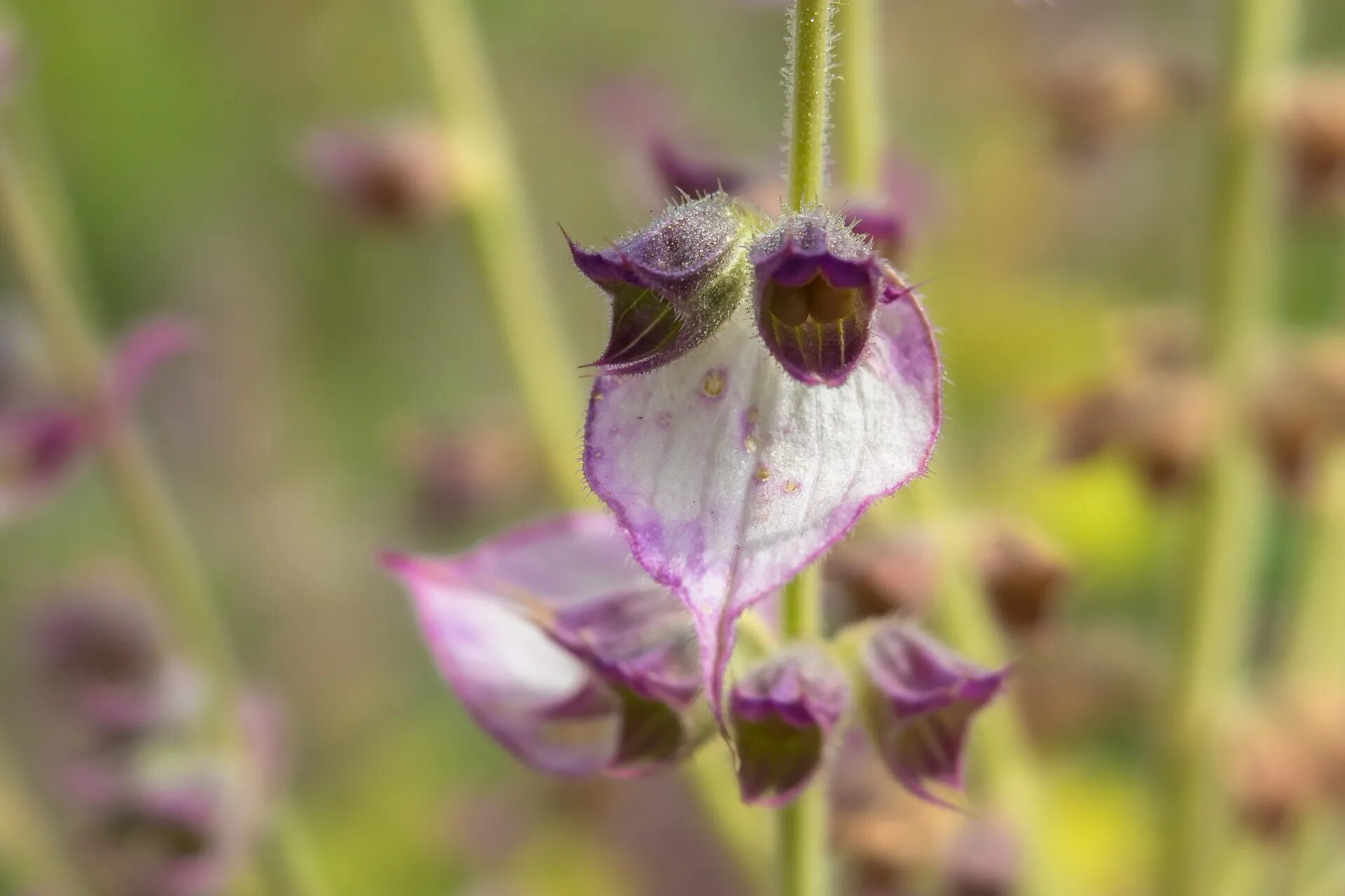 Шалфей мускатный (Salvia sclarea). Сальвия шалфей мускатный. Шалфей мускатный Вознесенский 24. Шалфей мускатный растение.