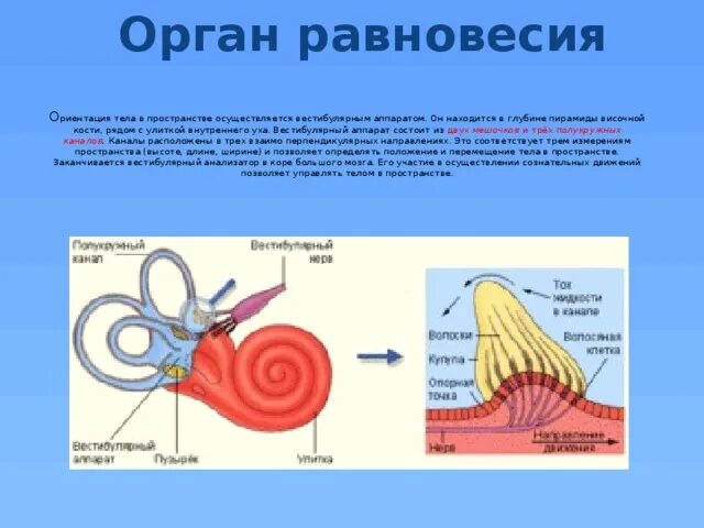 Орган равновесия вестибулярный аппарат. Строение рецепторов вестибулярного аппарата внутреннего уха. Рецепторы внутреннего уха вестибулярного аппарата. Рецепторы вестибулярного аппарата расположены в улитке. Орган равновесия.