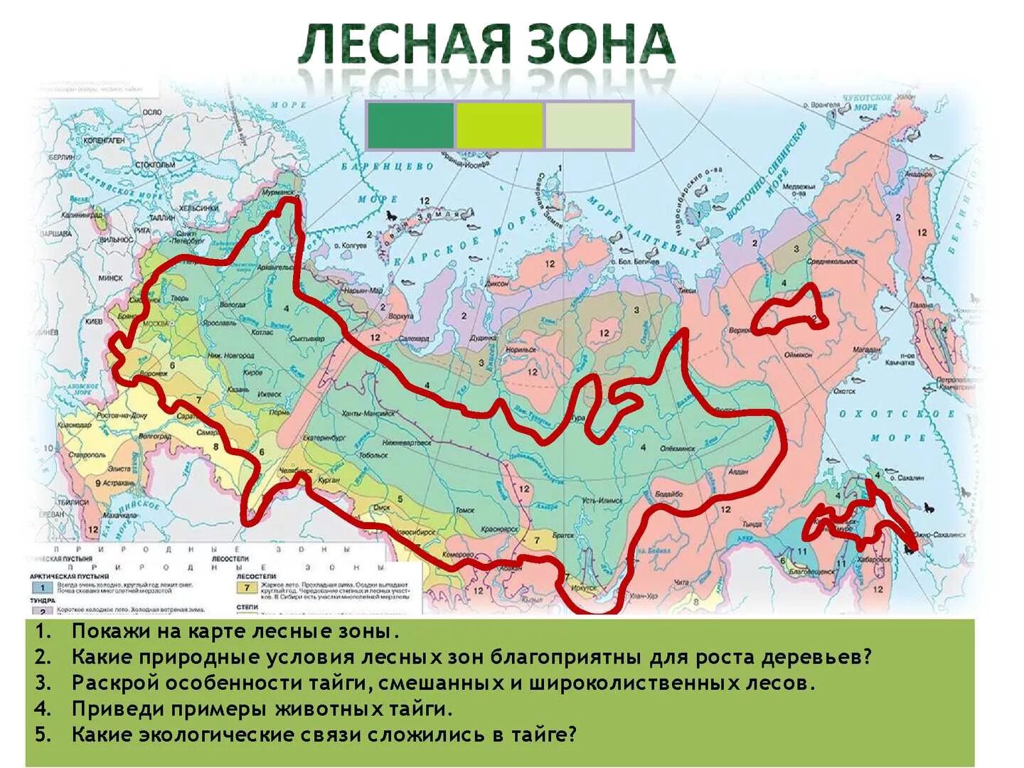 Границы лесной зоны россии
