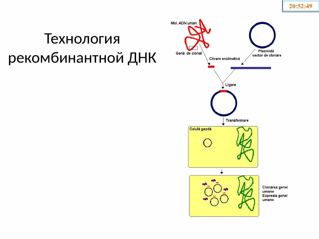 Этапы технологии рекомбинантной ДНК. Схема создания рекомбинантной ДНК. Технология получения рекомбинантной молекулы ДНК. Принципиальная схема получения рекомбинантных ДНК. Встраивание гена инсулина в плазмиду