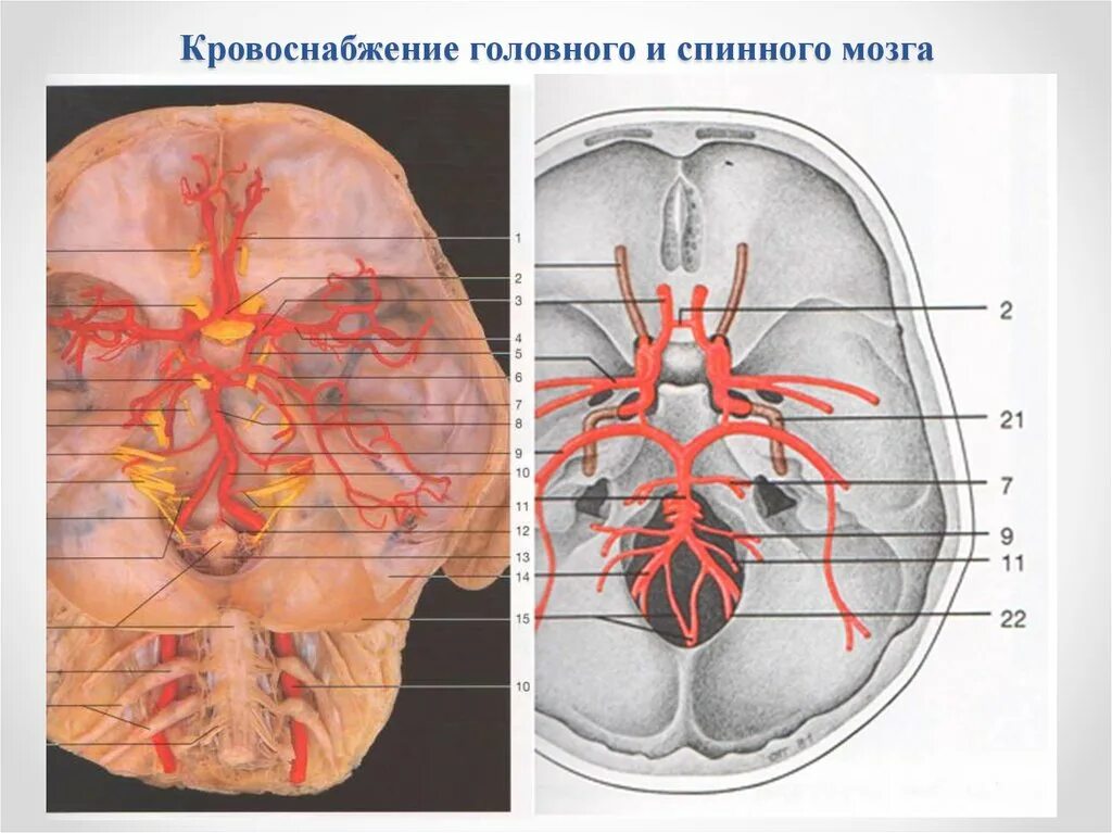 Артерии основания мозга. Кровоснабжение мозжечка. Кровоснабжение головного мозга и мозжечка. Кровоснабжение головного мозга ы. Кровоснабжениеголовноего мозга.