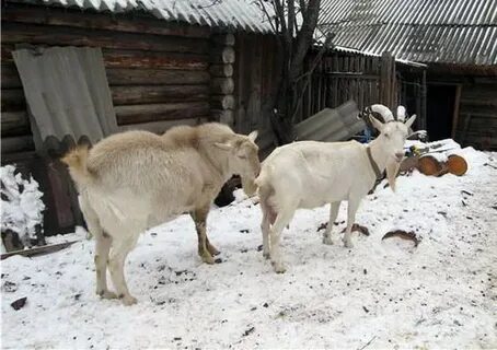 Время охоты коз