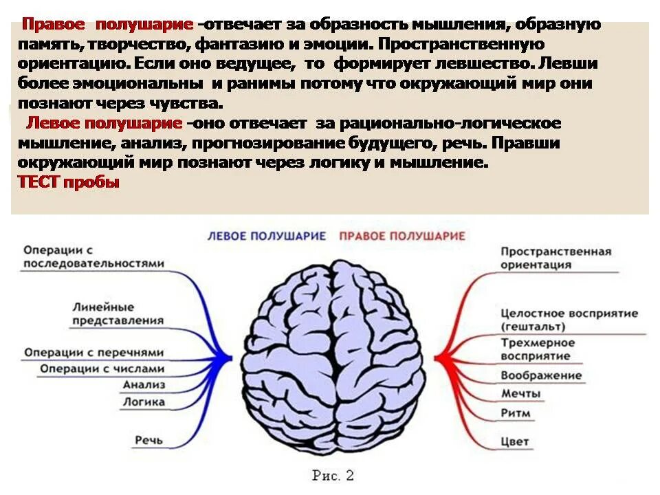 За что отвечает левое полушарие у женщин