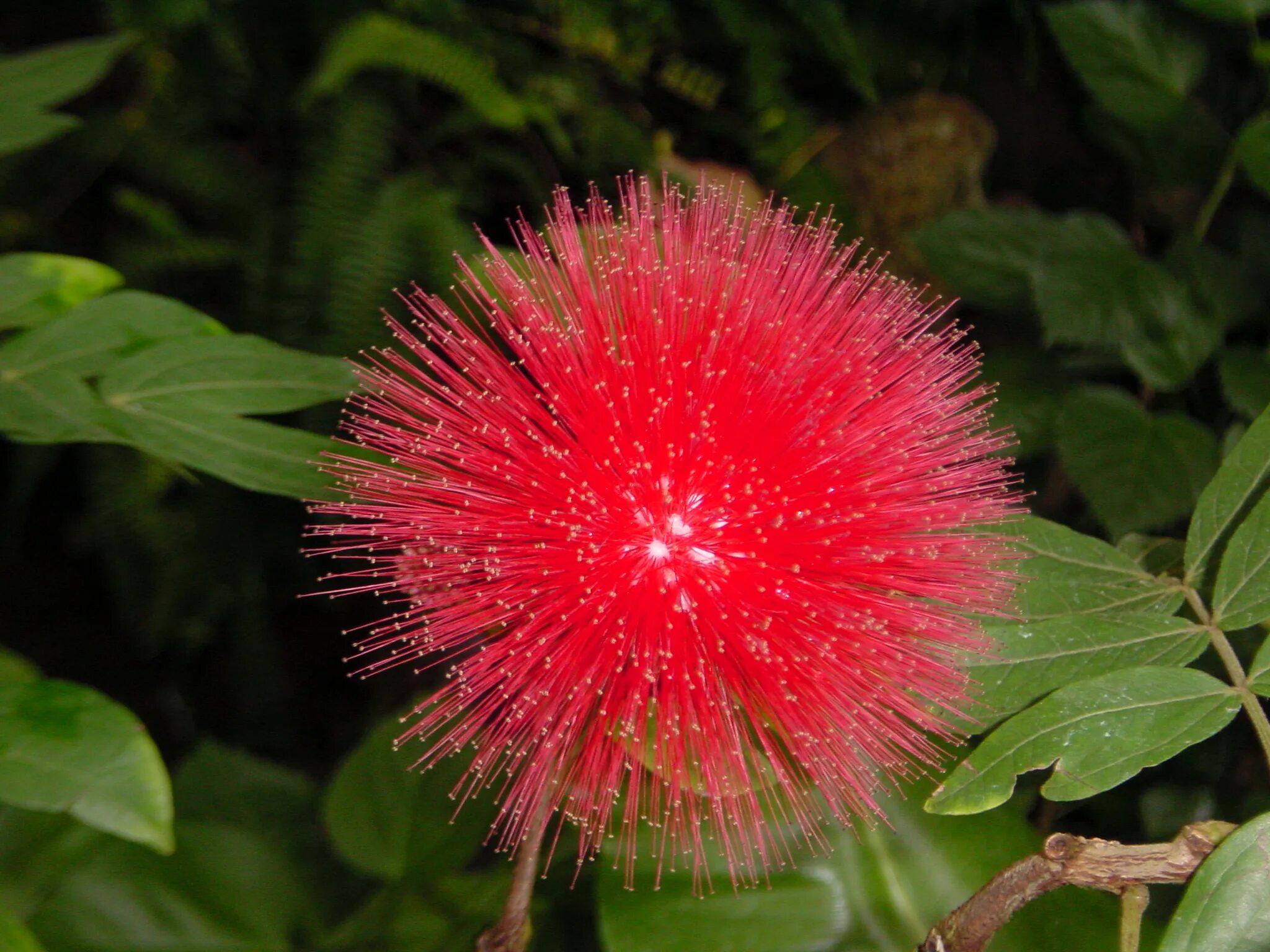 Calliandra haematocephala. Calliandra haematocephala листья. Экзотические цветы. Тропические цветы.