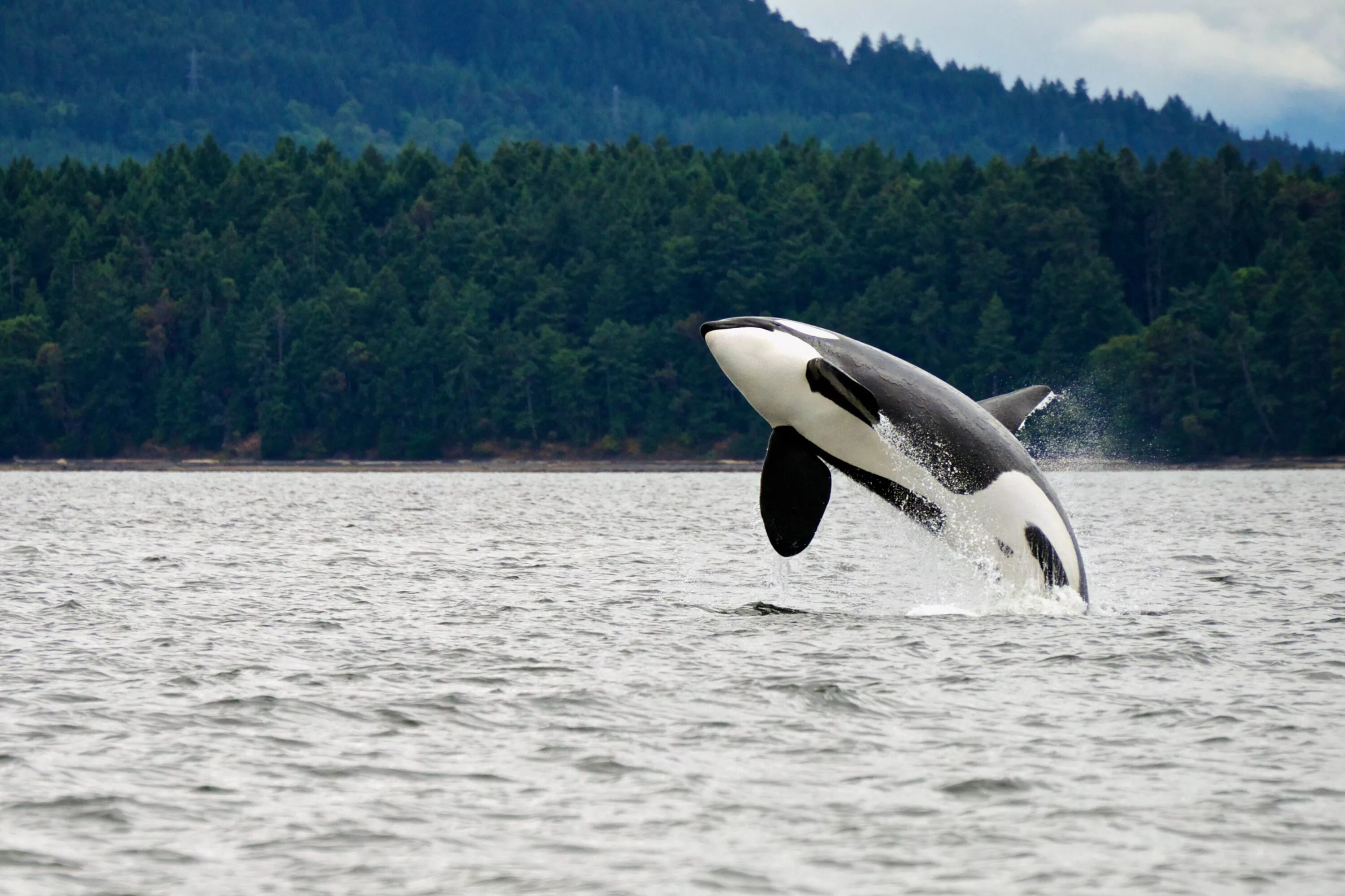 Где живут касатки. Аляска касатки. Orca Касатка. Касатка в Антарктиде.