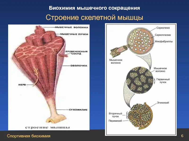 Биохимия мышечная. Строение мышц биохимия. Строение скелетной мышцы. Сокращение мышц биохимия. Накопление гликогена в мышцах.