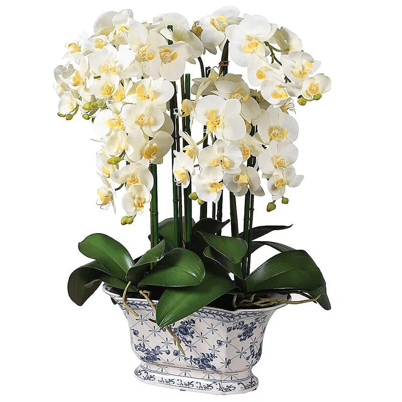 Орхидея Phalaenopsis Mikimoto. Фаленопсис Orchids 931203295. Фаленопсис Nashville. PF 5035 фаленопсис. Орхидея в горшке екатеринбург