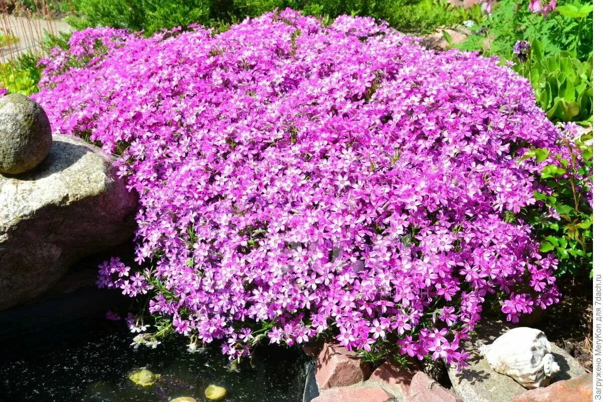 Флоксы шиловидные многолетние фото. Флокс шиловидный. Флокс шиловидный (Phlox subulata). Флокс стелющийся шиловидный. Флокс шиловидный сиреневый.