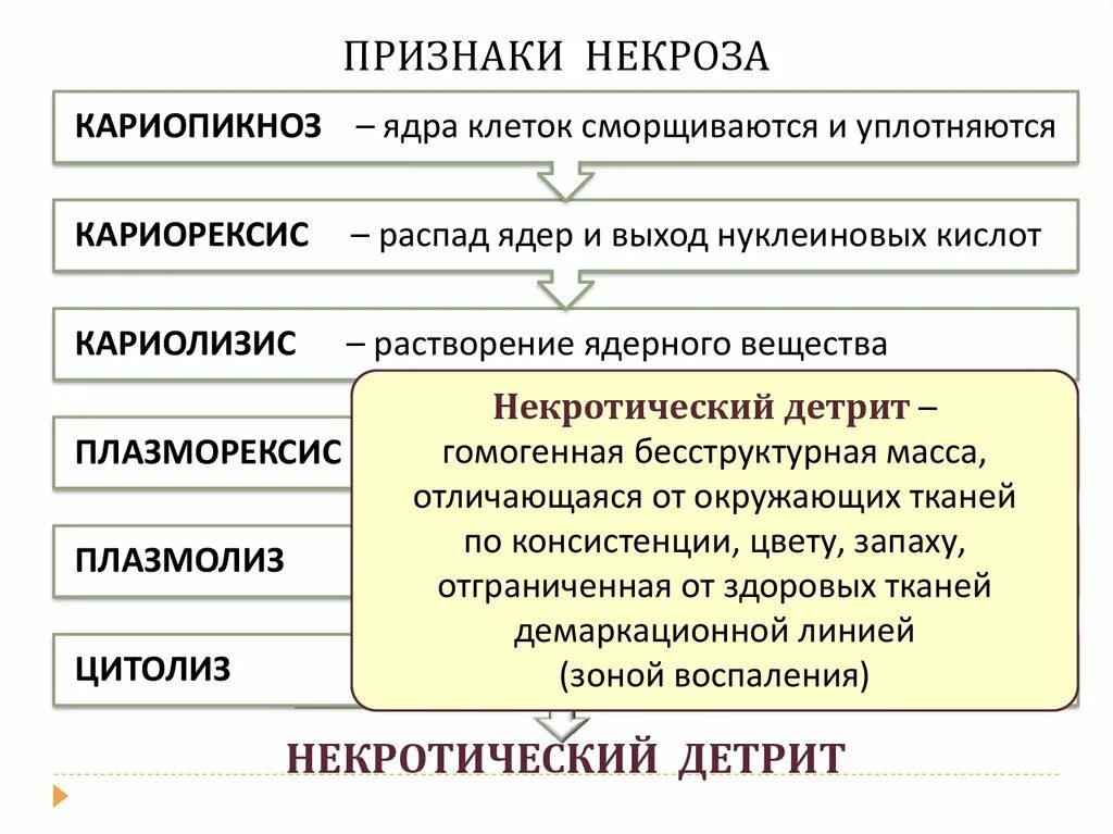 Некроз причины признаки. Признаки некроза. Морфологические признаки некроза. Перечислите микроскопические признаки некроза. Признаки некроза клеток.