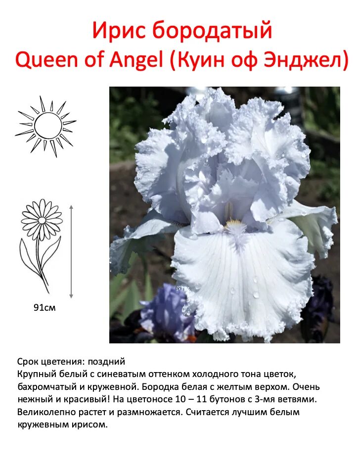 интернет магазин кирюшка ирисы