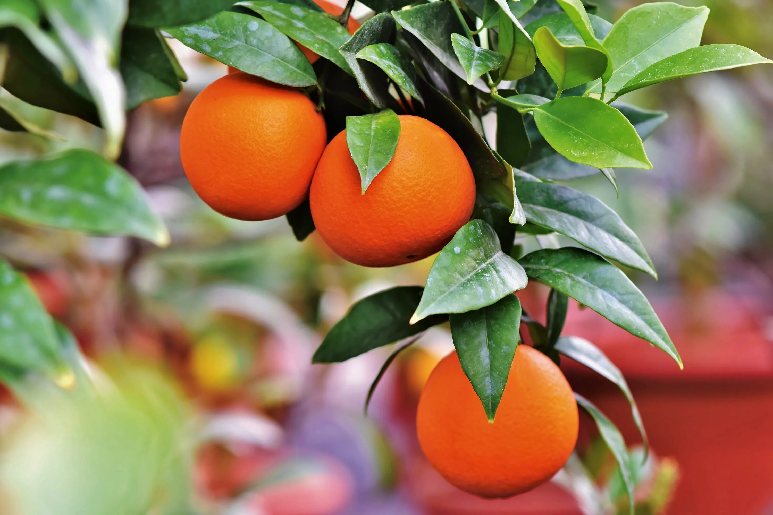 Происхождение мандарина. Померанец оранж. Мандарин померанец. Цитрус мандарин Mandarine. Апельсин цитрусовые.
