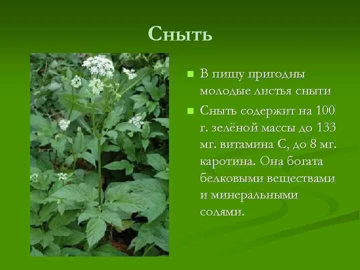 Чем полезна сныть для организма человека. Сныть обыкновенная цветок. Сныть дикорос. Сныть обыкновенная лист. Сныть Болотная.