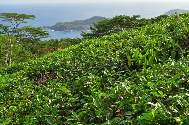 Остров плантация. Чайная плантация Сейшелы. Чай с Сейшельских островов. Чайный остров география. Растения от простуды на Сейшельских островах.