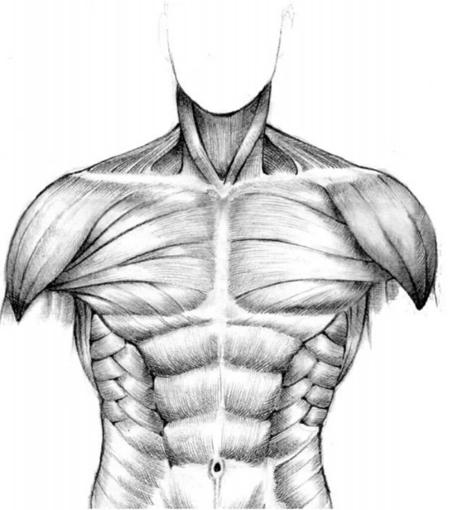 Нарисованные мышцы. Мышцы туловища анатомия рисунок. Мускулы карандашом. Мускулатура рисунок. Мышцы торса человека анатомия.