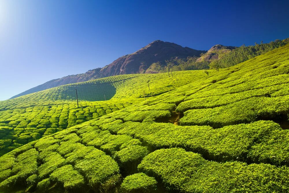 Tea plantation of assam. Чайный штат индии 5 букв сканворд. Чайный штат индии 5 букв сканворд. Чайный штат индии 5 букв сканворд. Индия чайные плантации ассам.