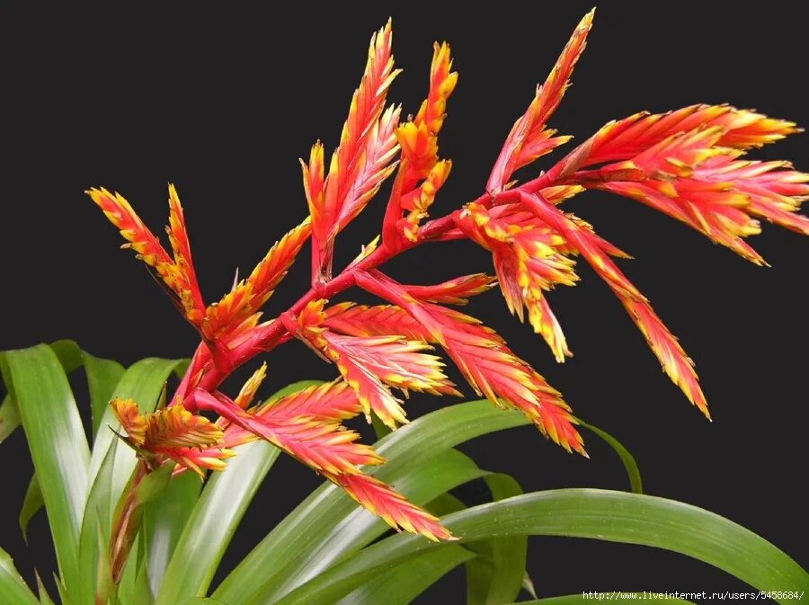 вриезия сорт давина. вриезия splenriet. вриезия империалис. вриезия спленденс. вриезия спленриет цветок.