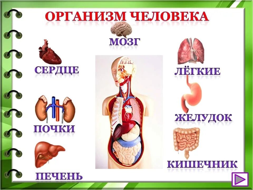 Строение тела человека 2 класс окружающий мир школа России. Внутренние органы человека для детей. Внутренние органы человека для дошкольников. Orgamizm chelovek.