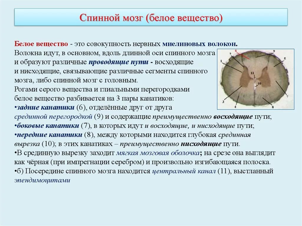 Строение спинного мозга. Части белого вещества. Тканевой состав белого вещества спинного мозга. Состав белого вещества спинного мозга анатомия. Белое вещество спинного мозга анатомия. Аксон образует серое вещество