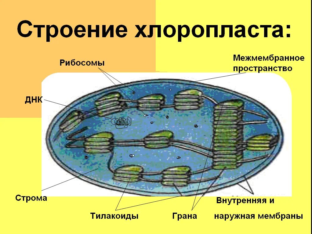 Хлоропласт имеет днк. Строение хлоропласта Строма. Тилакоиды Гран хлоропласта. Органоиды клетки хлоропласты. Хлоропласт Грана тилакоид.