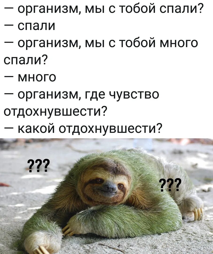 Песня надо много спать надо много. Организм мы с тобой спали. Организм мы с тобой спали спали картинки. Много спать.