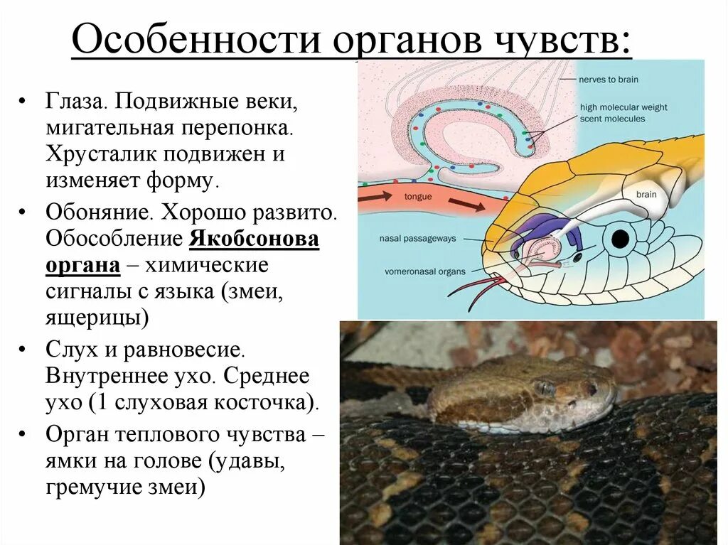 Орган слуха земноводных представлен. Органы чувств амфибий. Земноводные органы чувств. Особенности органов чувств у земноводных. Особенности органов чувств.