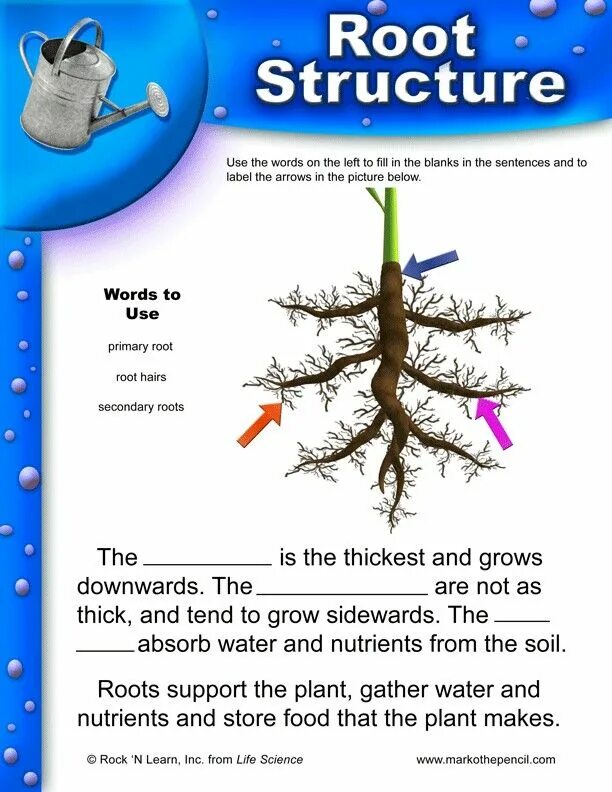 Root structure. The structure of the Plant root. Root Worksheet. The Primary structure of the root.. Root support