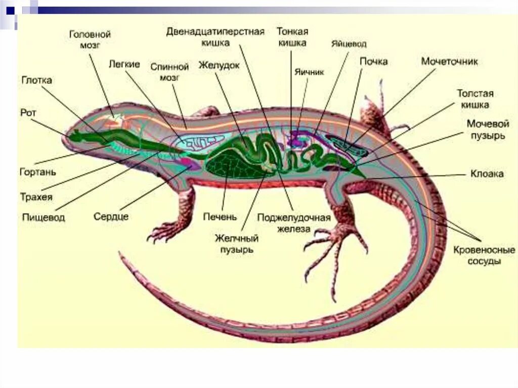 Какой орган у ящерицы. Внутреннее строение Тритона обыкновенного. Прыткая ящерица строение тела. Внутренне строение хвостатых земноводных. Анатомия эублефара внутреннее строение.