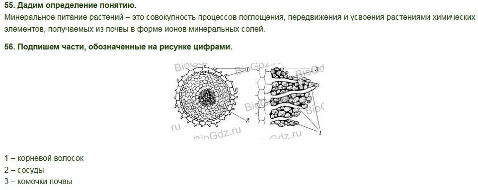 Каково значение процесса деления в жизни растения. Корневые волоски в жизни растений. Минеральное питание определение. Какое значение имеют корневые волоски в жизни растений. Объясните какое значение имеют корневые волоски в жизни растений.