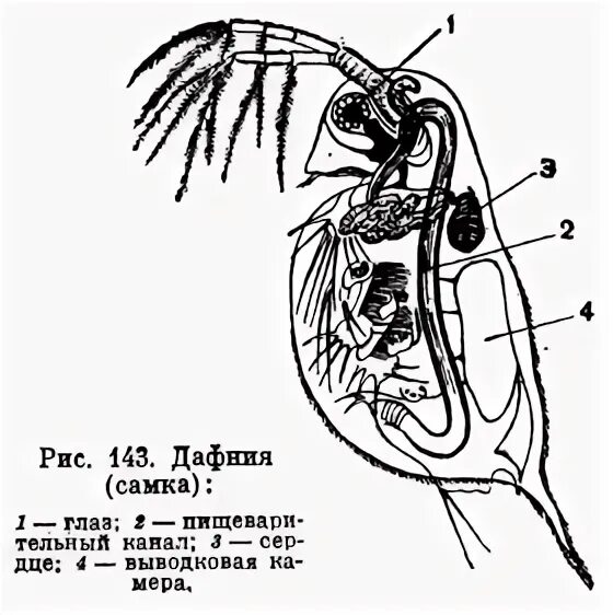 Ветвистоусый рачок дафния строение. Дафния строение. Рачок дафния схема. Строение дафнии схема.