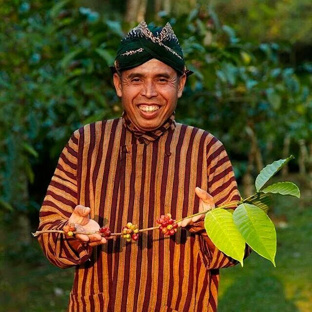 Индонезия кофе. Метисы в Индонезии. Яд из острова Ява. Остров ява древнейший человек
