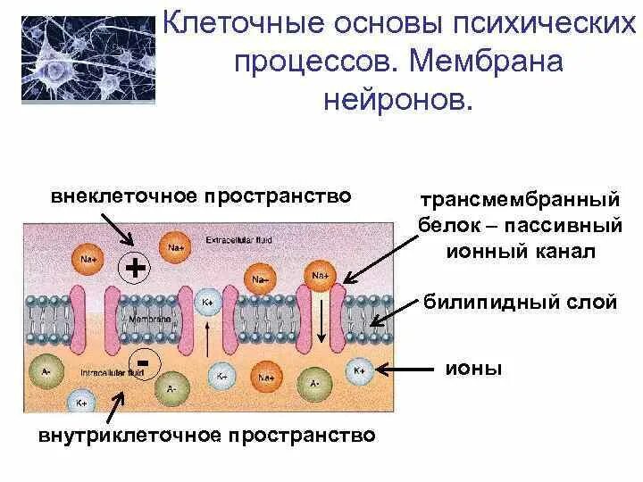 Строение клетки нейрона мембрана. Строение клеточной мембраны нейрона. Натриевые каналы нервных клеток. Строение клеточной мембраны возбудимой клетки. Строение ионного канала мембраны.
