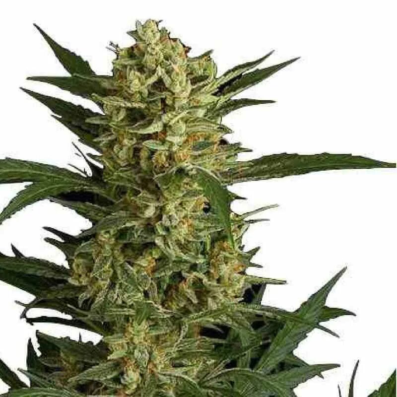 Индика игра дата. Автоцвет Индика. Сатива автоцвет. Amnesia Dutch Bulk Seeds.