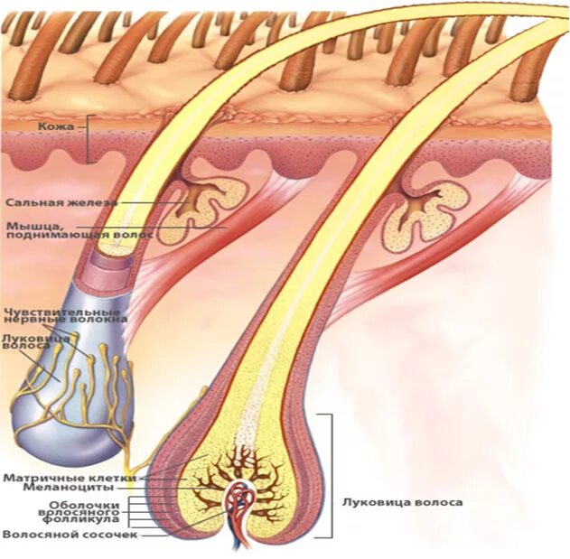 Строение волосяного фолликула. Волосяная луковица. Мышцы волос. Структура волоса.