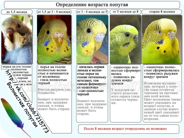 Сколько лет попугаю по человеческим. Как определить Возраст волнистого попугая. Таблица возраста попугая волнистого. Самец волнистого попугая в 1 год. Волнистый попугай как определить пол и Возраст.