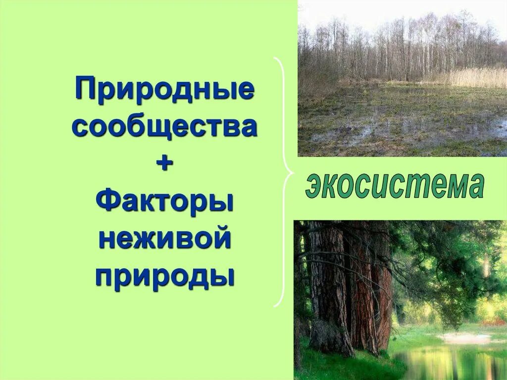 Природные сообщества. Природные сообщества факторы неживой природы. Естественные природные сообщества. Природный.