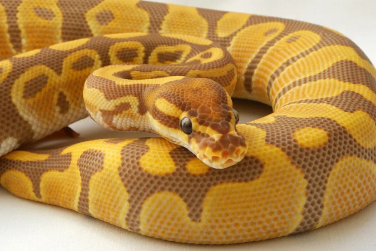 Фотографии python. Королевский питон. Золотой Королевский питон. Королевский питон расцветки. Королевский Тигриный питон.